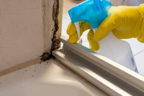 Mold Removal Process in Delano, CA