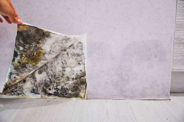 Best Professional Mold Removal  in Delano, CA
